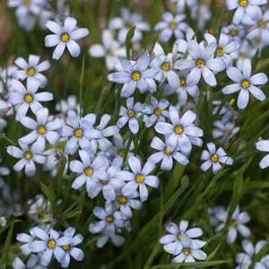 Puede incluir: Primer plano de flores de hierba de ojos azules, cada una con seis pétalos de color azul claro y un centro amarillo. Las flores están rodeadas de largas y delgadas hojas verdes, creando una exhibición natural y vibrante.