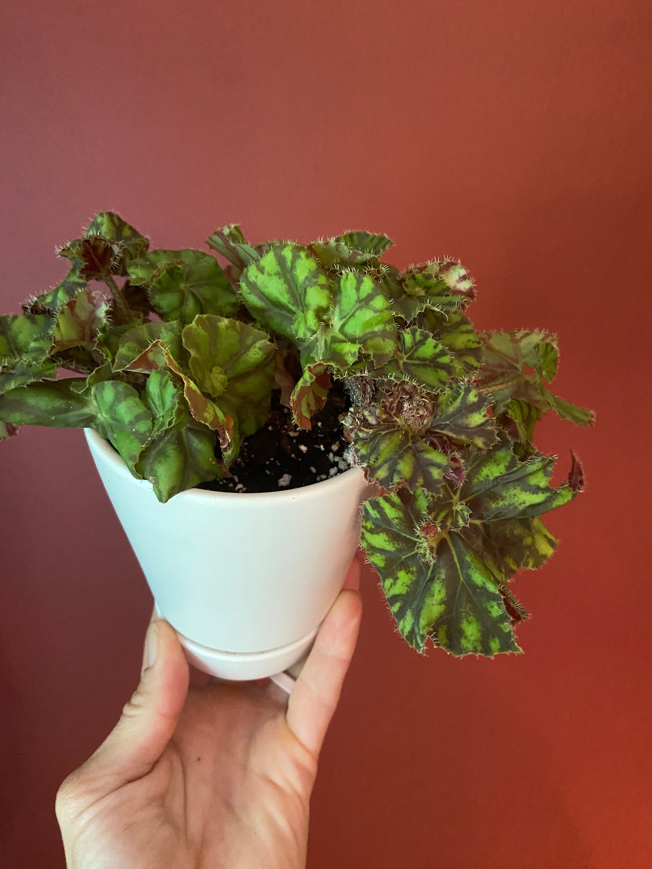 Rex zumba Begonia Etsy