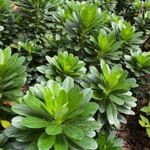 Wood Spurge (Euphorbia amygdaloide)