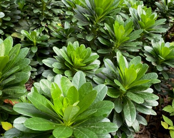 Wood Spurge (Euphorbia amygdaloide)