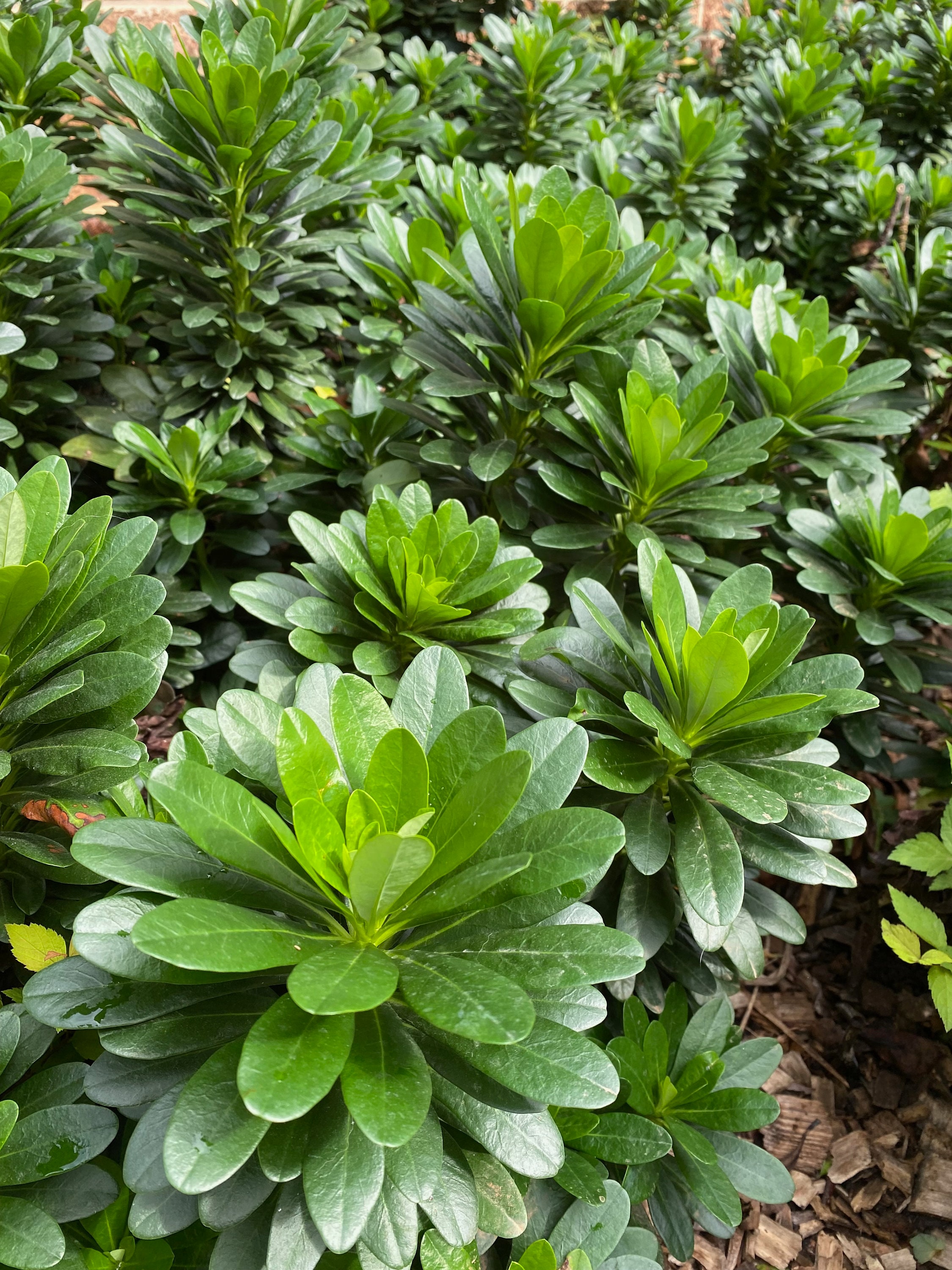 philodendron selloum plant care Philodendron Selloum Plant Care - How to Grow Philodendron
