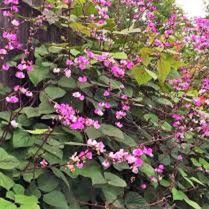 Purple Hyacinth Bean Vine (20 seeds)