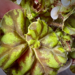 Rex &quot;Zumba&quot; Begonia