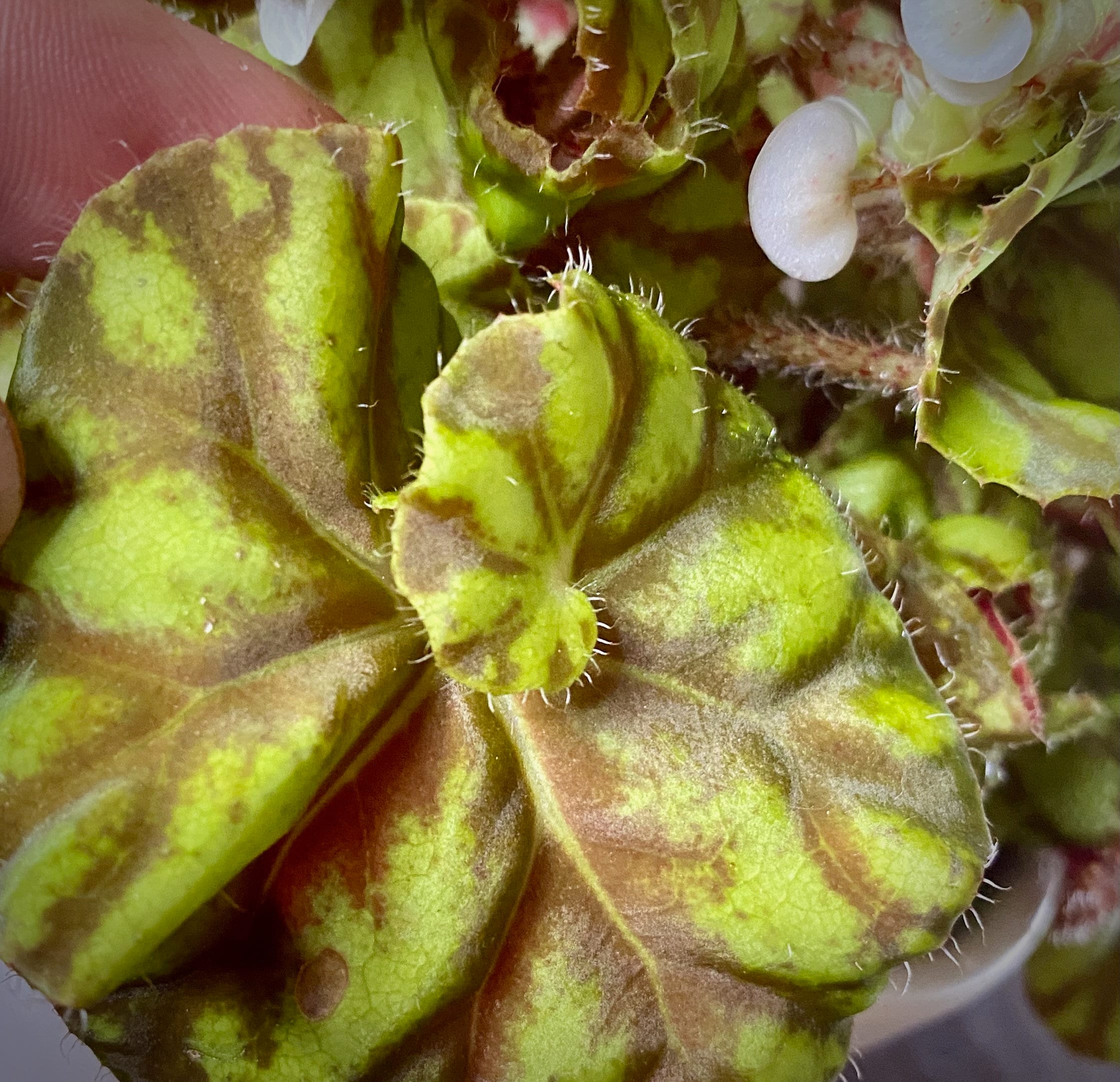 Rex zumba Begonia Etsy