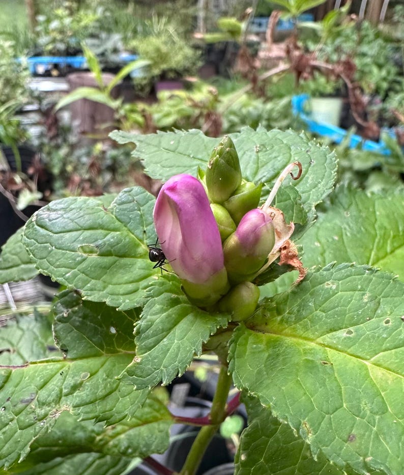 DogsWoodAcres Turtlehead