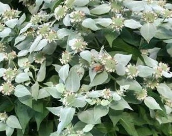 Tall Mountain Mint (Pycnanthemem Muticum)