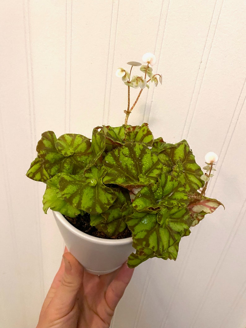 Rex zumba Begonia Etsy