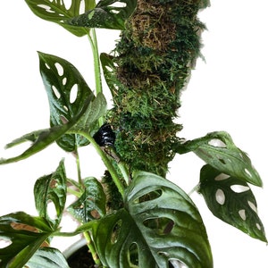 15&quot; Self watering Moss Pole