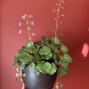 Strawberry Begonia Saxifraga Stolonifera