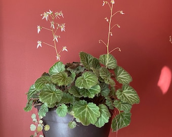 May include: A potted plant with green leaves and white flowers. The plant is in a dark brown pot and is being held by a hand.