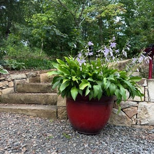 Hosta &quot;lancifolia”
