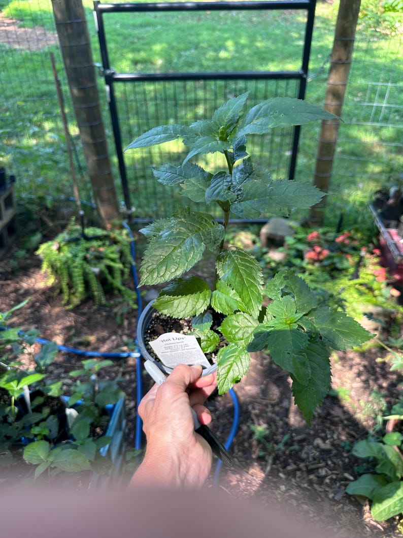 DogsWoodAcres Turtlehead - Thumbnail 3