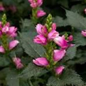 May include: Close-up of pink Obedient Plant flowers in full bloom. The flowers are a vibrant pink with green stems and leaves. The plant has a lush, full appearance, with many flowers clustered together. The background is a dark green, creating a contrast with the pink flowers.