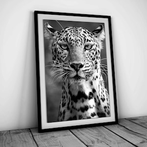 Cheetah Poster, Black and White, Luxury Fashion Print, Vintage Photography, Y2k & Hypebeast Room Decor, Printable Wall Art, Digital Download