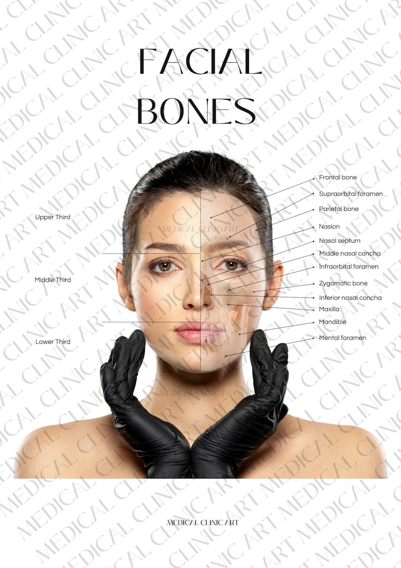 Facial Bones Aesthetic Anatomy Poster Etsy Canada