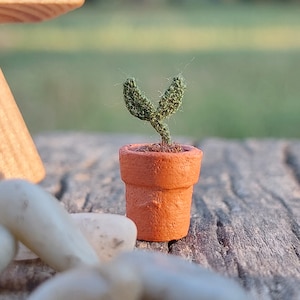 May include: A miniature terracotta pot with a small green plant. The plant has two upright, textured leaves. The pot sits on a weathered wooden surface, with white stones in the foreground.