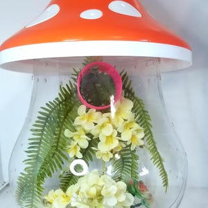 Jumping spider enclosure