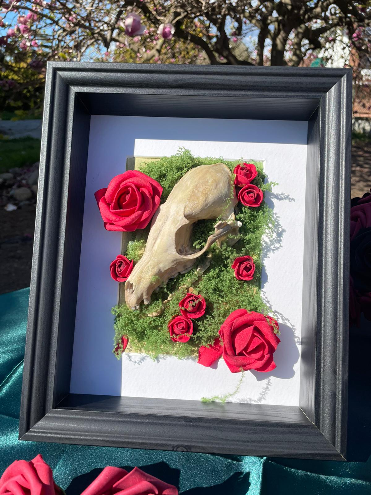 Shadow Box Fox Skull - Etsy