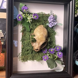 Può includere: Un'esposizione incorniciata con un teschio di gatto su un letto di muschio verde. Il teschio è marrone chiaro e la composizione è accentuata da fiori viola e foglie verdi. La cornice è nera.