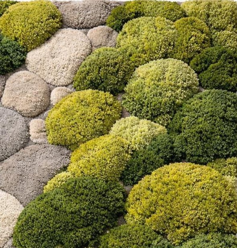 Hand Tufted Moss Rug With Stone Path Green Nature Inspired Area Carpet ...