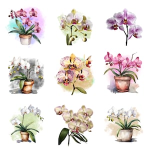 Orchid Clipart PNG, Watercolor Orchid, Orchid Flowers, Purple Orchid, White Orchid, Flowers Bundle, Orchid Transparent, High Quality