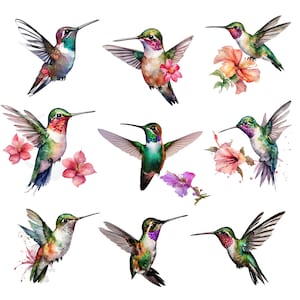 Hummigbirds Clipart PNG, Watercolor Hummingbird, Hummingbird Bundle, Cute Hummingbird, Bird PNG, High Quality