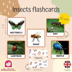 Insect Flashcards Printable PDF | Bug Vocabulary Cards for Kids | Montessori Nature Learning | Classroom & Homeschool Resource