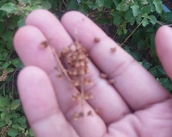 Organic Basil, Tulsi ke Beej,Natural Basil Powder,Tulsi Leaf Seed, Spices - Holy Basil,Tulsi Seedl