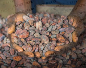 Fèves de cacao | Théobroma Cacao | Théobroma Cacao | Graines de cacao | Poudre de fèves de cacao
