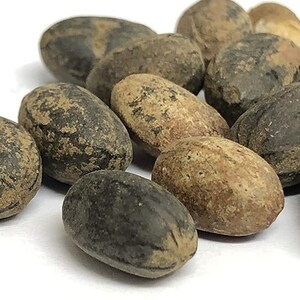 Jamalghota | Croton Pendoliflurous Seed | Jamalgota| Jamalgota Seeds | Aworoso Seed | Croton Tiglium Seed | Habbatul Muluk