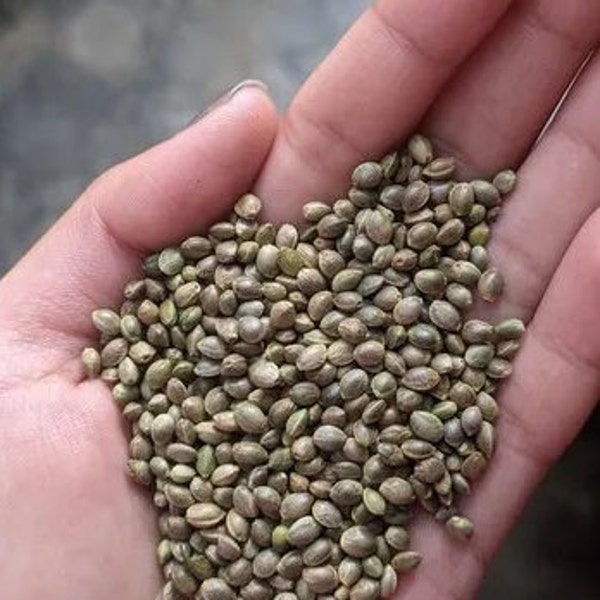 Organic Seeds | HempbirdSeed