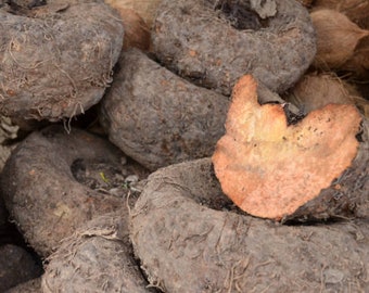 Elephant yam | suran | jimikand | jimikand Powder |  Amorphophallus paeoniifolius