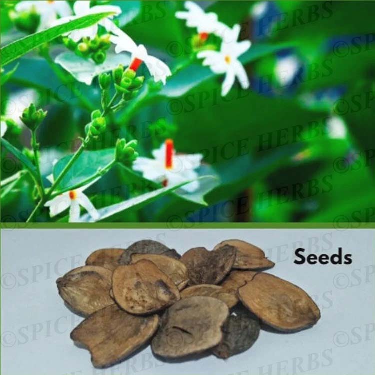 Parijat Seeds - Etsy Canada