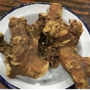 May include: Close-up of several brown, knobby roots in a white bowl with a blue rim. The roots are arranged in a cluster, with some of them overlapping.