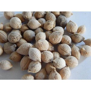 May include: A pile of light brown, dried, and slightly wrinkled seed pods.