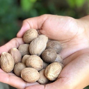 May include: A hand holding a pile of brown nutmeg seeds.