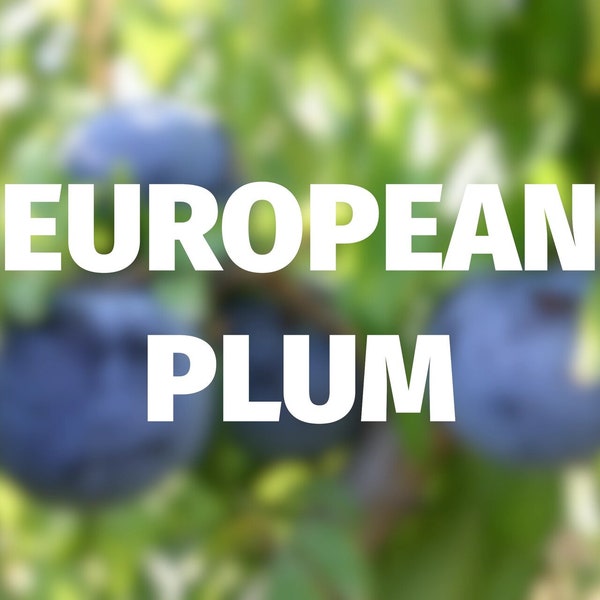 French Petite European Plum — Scion Cuttings