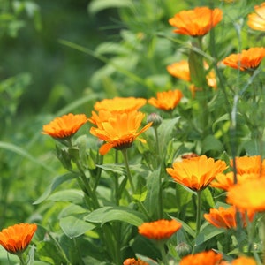 Calendula (Calendula officinalis) — Seeds