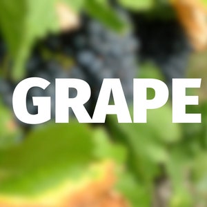 May include: A close-up shot of a cluster of dark grapes on a vine, with green leaves in the background. The word "GRAPE" is prominently displayed in large, white capital letters across the image.
