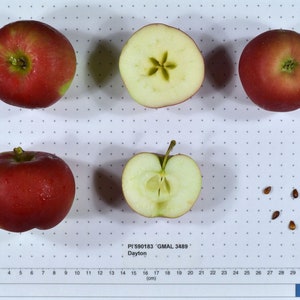Dayton Apple — Scion Cuttings