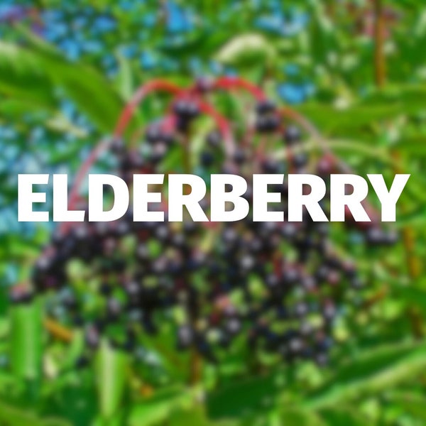 Ranch Hybrid Elderberry — Pots and Cuttings