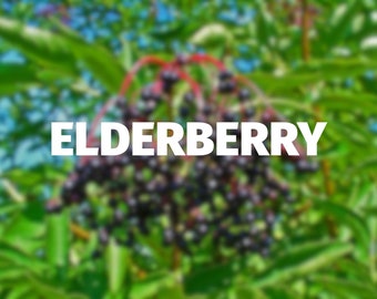 Wyldewood Hybrid Elderberry — Pots and Cuttings