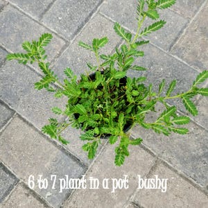Live Chanca Piedra Plant: Stone Breaker, Organic Herbal Remedy