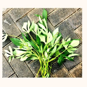 May include: A bundle of fresh green leaves with various shapes and sizes, including some with deeply lobed edges, rests on a gray brick surface. The leaves are a vibrant green, with some stems visible. The image is taken from a slightly elevated angle.