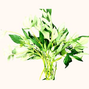 May include: A bouquet of fresh green leaves and stems, with a few white flowers, against a light beige background. The leaves vary in shape and size, creating a natural, organic arrangement. The stems are a light yellow-green.