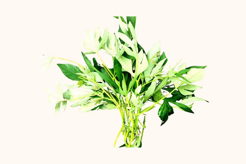 May include: A bouquet of fresh green leaves and stems, with a few white flowers, against a light beige background. The leaves vary in shape and size, creating a natural, organic arrangement. The stems are a light yellow-green.