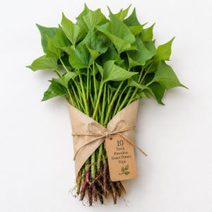 May include: A bundle of ten fresh Hawaiian sweet potato tops with vibrant green heart-shaped leaves and slender stems. The base features exposed roots wrapped in brown paper, tied with twine, and a tag labeled 10 Fresh Hawaiian Sweet Potato Tops.
