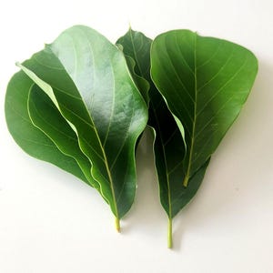 avacardo leaves Freshly  cut, naturally grown,  Organic,  the green leaves for Tea-Grow in Florida