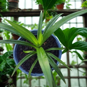 May include: Overhead view of a potted plant with long, green, blade-like leaves. The plant is in a blue pot filled with dark soil. The background includes other plants and a wooden structure, creating a natural, indoor setting.