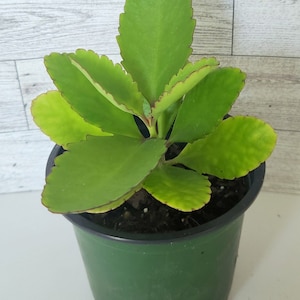 Kalanchoe Miracle plants Wonder of the World leaf, Podophyllum pinetum, Kalanchoe pinnata succulent, Fresh Jamaican Leaf of Life Herbs image 3